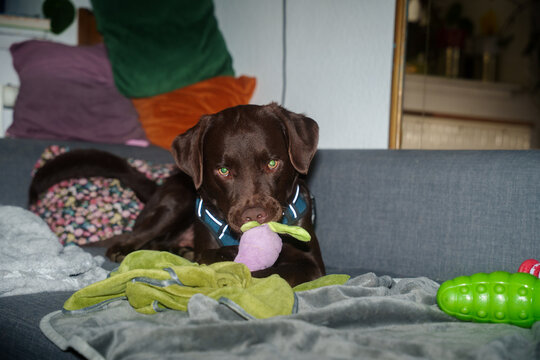 Labrador dog play with toy