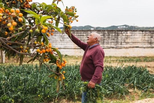 Senior Farmer Picking Fresh Loquats from a Tree