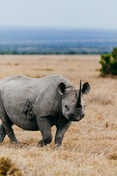 Rhino in the Grasslands