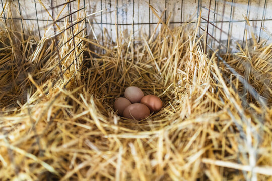 Fresh Farm Eggs in a Traditional Straw Nest