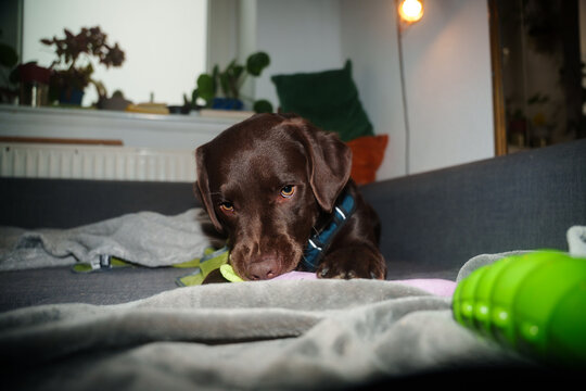Labrador dog plays on sofa
