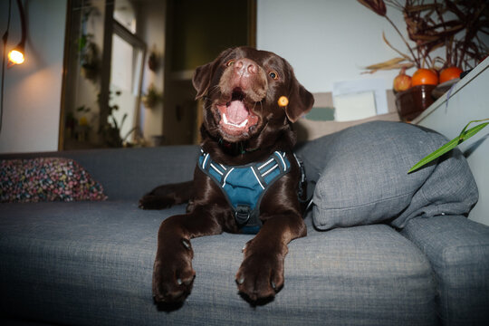Labrador dog catches treat