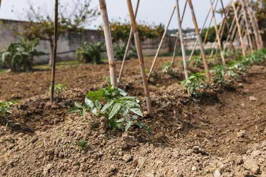 Young Tomato Plants with Bamboo Support Stakes
