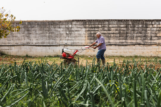 Senior Farmer Plowing Soil with Motorized Tiller