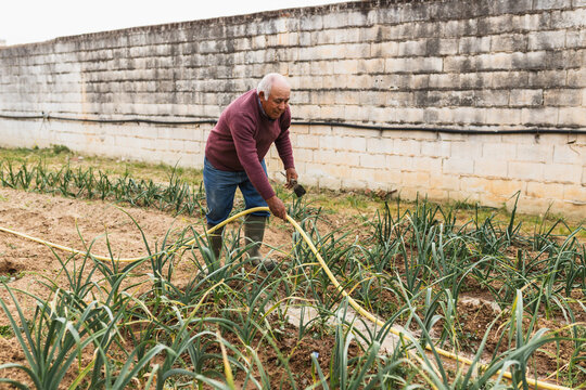 Senior Farmer Irrigating Vegetable Rows with Garden Hose