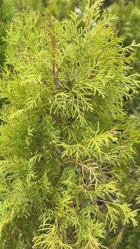 Small green thuja trees in pots, outdoor flower shop display under bright daylight, dark soil pathways between containers, neat