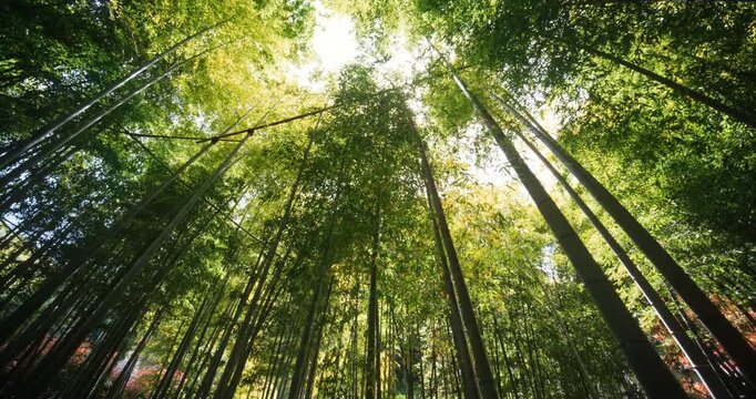 Bamboo Forest Canopy, Low Angle Upward View Of Sun Flare In Tokyo Japan