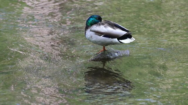 canard colvert au repos