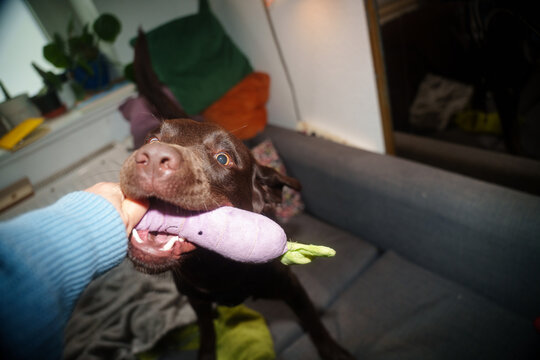 Labrador dog play pull toy