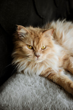 Fluffy Cat Resting on a Soft Surface in a Cozy Indoor Space