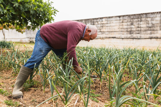 Farmer Manually Hoeing Soil in Vegetable Patch