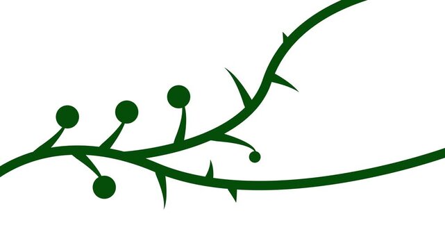 Animated growing green vine branch with round leaves on a white background. Excellent for nature, ecology, and organic design concepts.