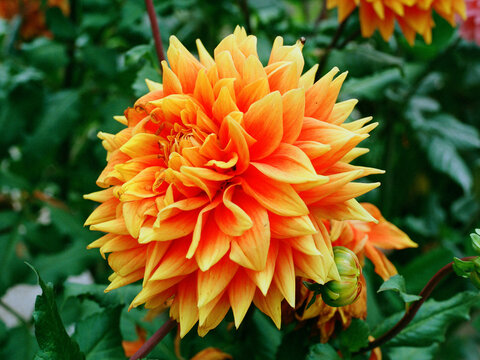 Vibrant Orange Dahlia in Bloom with Soft Green Background