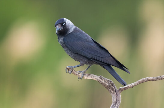 Jackdaw Perched On A Branch  