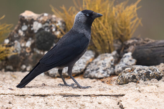 Side View Of An Adult Jackdaw  