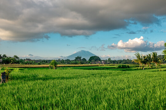 Rice fields with Mount Agung under dramatic clouds in Bali countryside