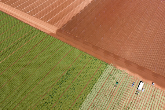 Green vegetable crops in rich soil in a market garden