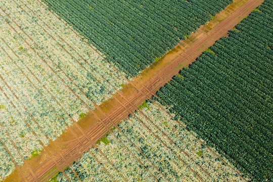 Green vegetable crops in rich soil in a market garden