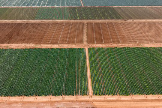Green vegetable crops in rich soil in a market garden