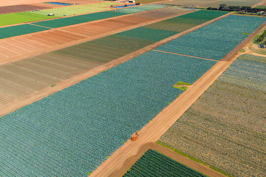 Green vegetable crops in rich soil in a market garden