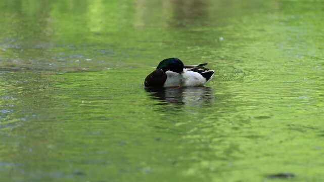canard colvert au repos