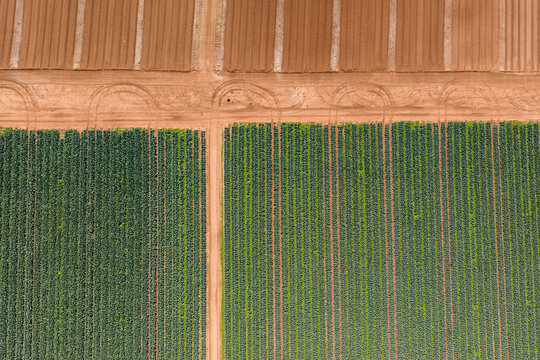 Green vegetable crops in rich soil in a market garden