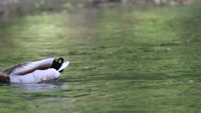 canard colvert dans une rivi&egrave;re, Qu&eacute;bec, Canada	