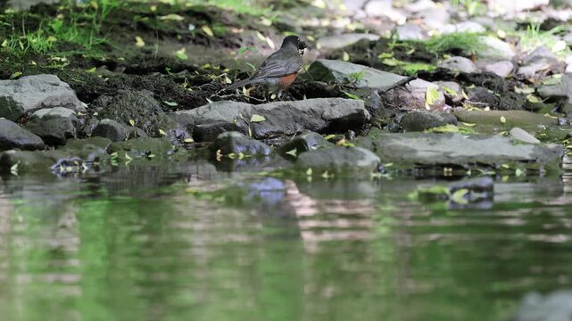 Merle d'Am&eacute;rique sur le bord d'une rivi&egrave;re