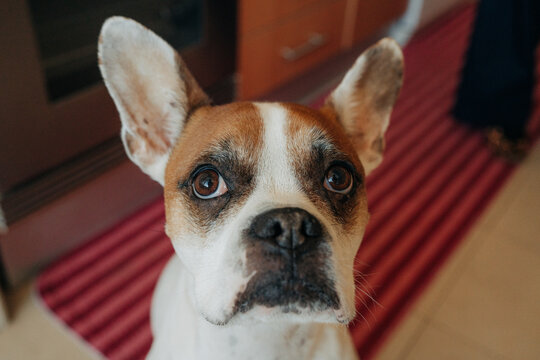 Close up portrait of cute dog looking up in kitchen