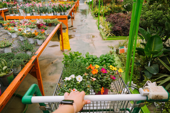 Shopping for Plants in a Garden Center