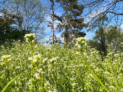Spring grass with white flowers and trees nature and blue sky