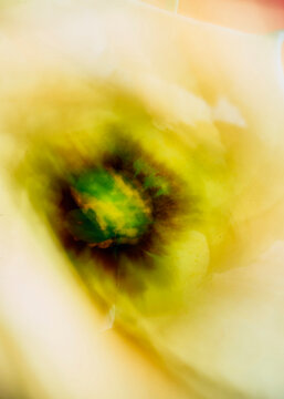 Flower abstraction.