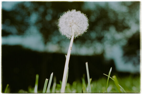 Single Dandelion Seed Head in Grass with Ant