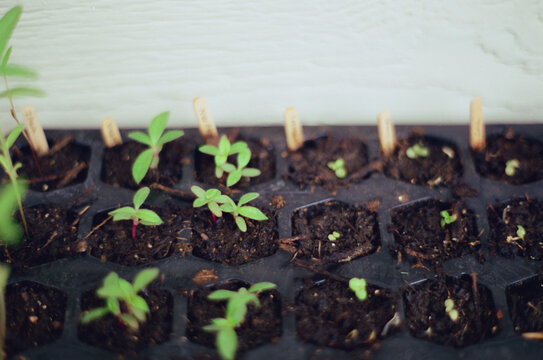 Seedling Garden Tray