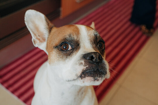 Curious dog sitting on kitchen rug looking aside
