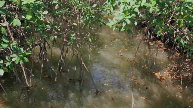 Mudskippers swimming among mangrove tree roots