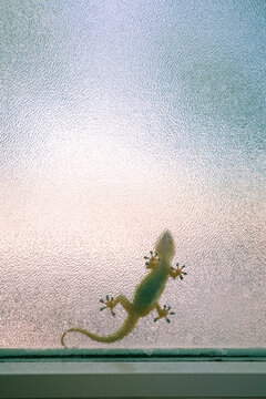 Gecko on Glass