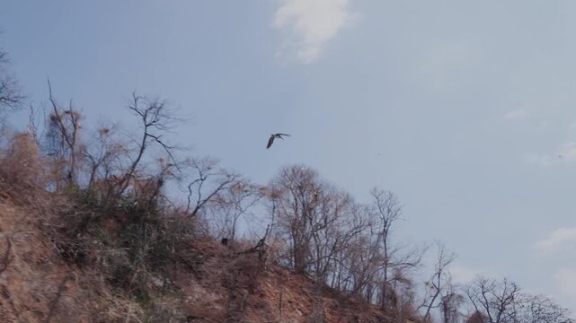 Frigatebirds flying over a rocky hillside forest