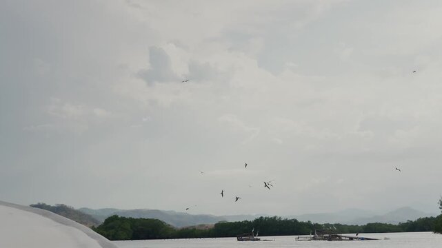 Frigatebirds flying over mangrove forest river