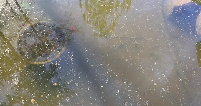 Gray stones under the surface of standing water, bottom stones are partially hidden by small floating particles of organic matter in a garden pond