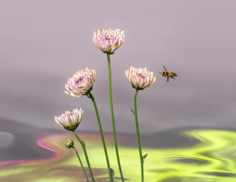 Bee flying to flowers, grey backdrop