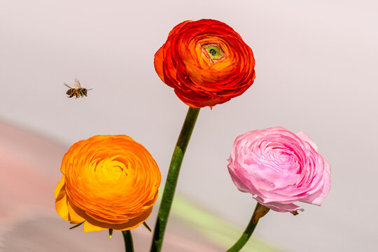 Bee flying to colourful flowers