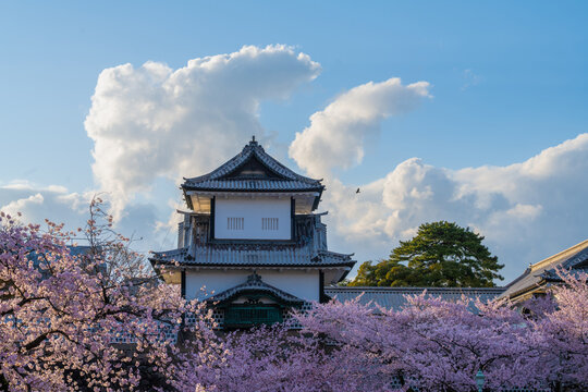 Late Afternoon Sakura At Kanazawa Castle