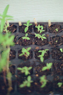 Garden Tray