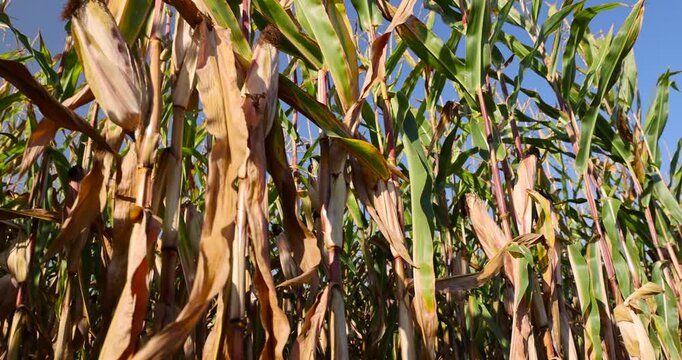 mature Corn grows in the field, tall rows of ripening corn with green and dry leaves against the blue sky on a sunny day with clear details and organic texture.