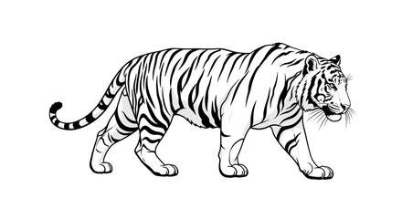 Fototapeta premium Minimalist black and white walking tiger illustration on white background