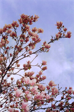 Magnolia's by NYC park