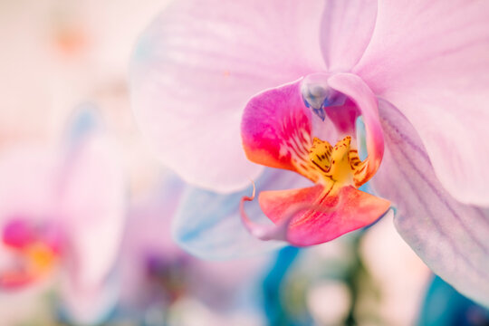 Pastel Orchid Detail