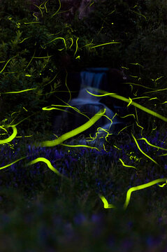 Firefly