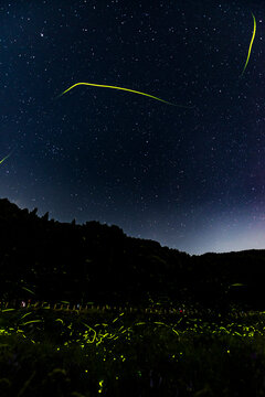 Firefly